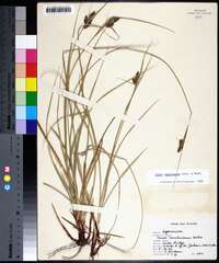 Carex complanata image