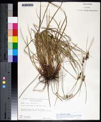 Carex complanata image