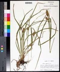 Carex typhina image