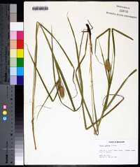 Carex typhina image