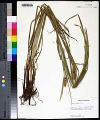 Carex typhina image