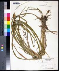 Carex typhina image