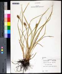 Carex typhina image