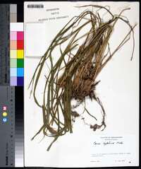 Carex typhina image