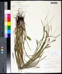 Carex venusta image