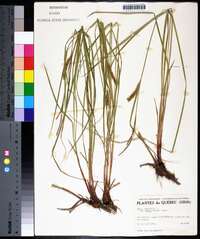 Carex vesicaria var. raeana image