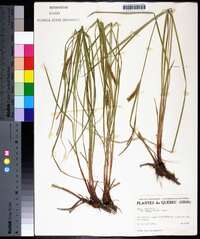 Carex vesicaria image