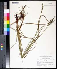 Carex virescens image