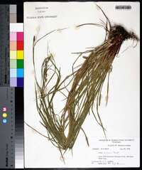 Carex virescens image