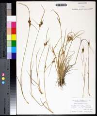 Carex viridula image