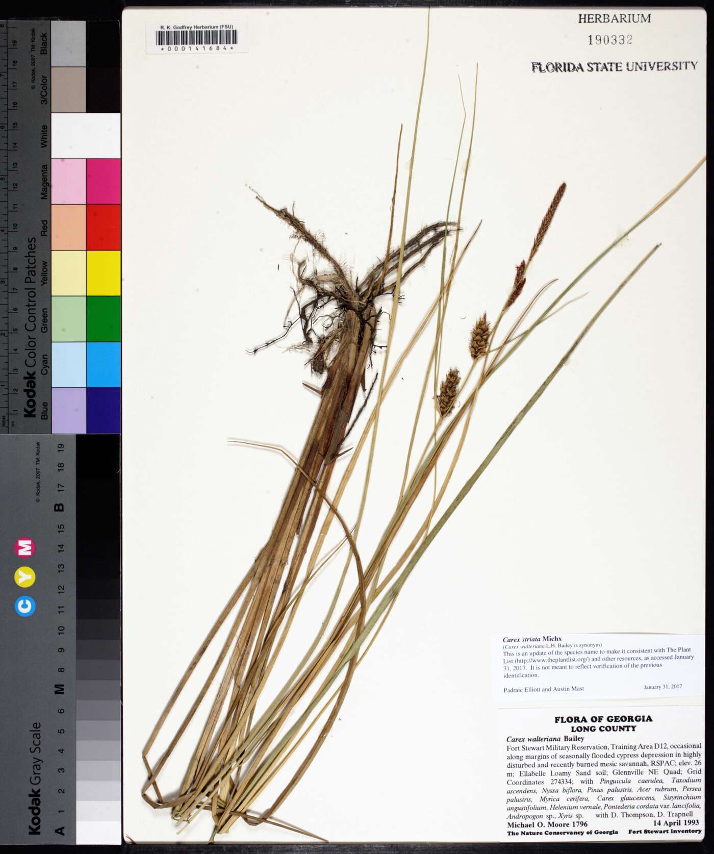 Carex striata image