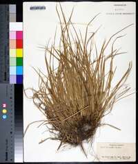 Carex willdenowii image