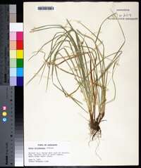 Carex willdenowii image