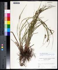 Carex complanata image