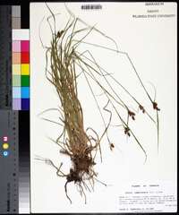 Carex complanata image