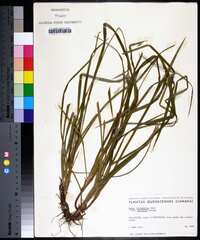 Carex intumescens var. fernaldii image