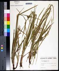 Carex intumescens var. fernaldii image