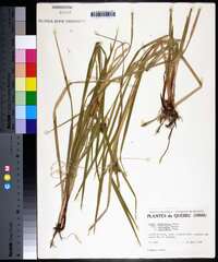 Carex intumescens var. fernaldii image