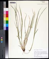 Carex jamesii image