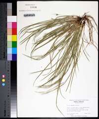 Carex jamesii image