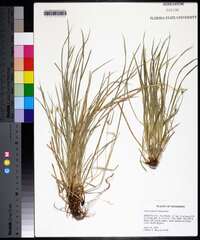 Carex jamesii image