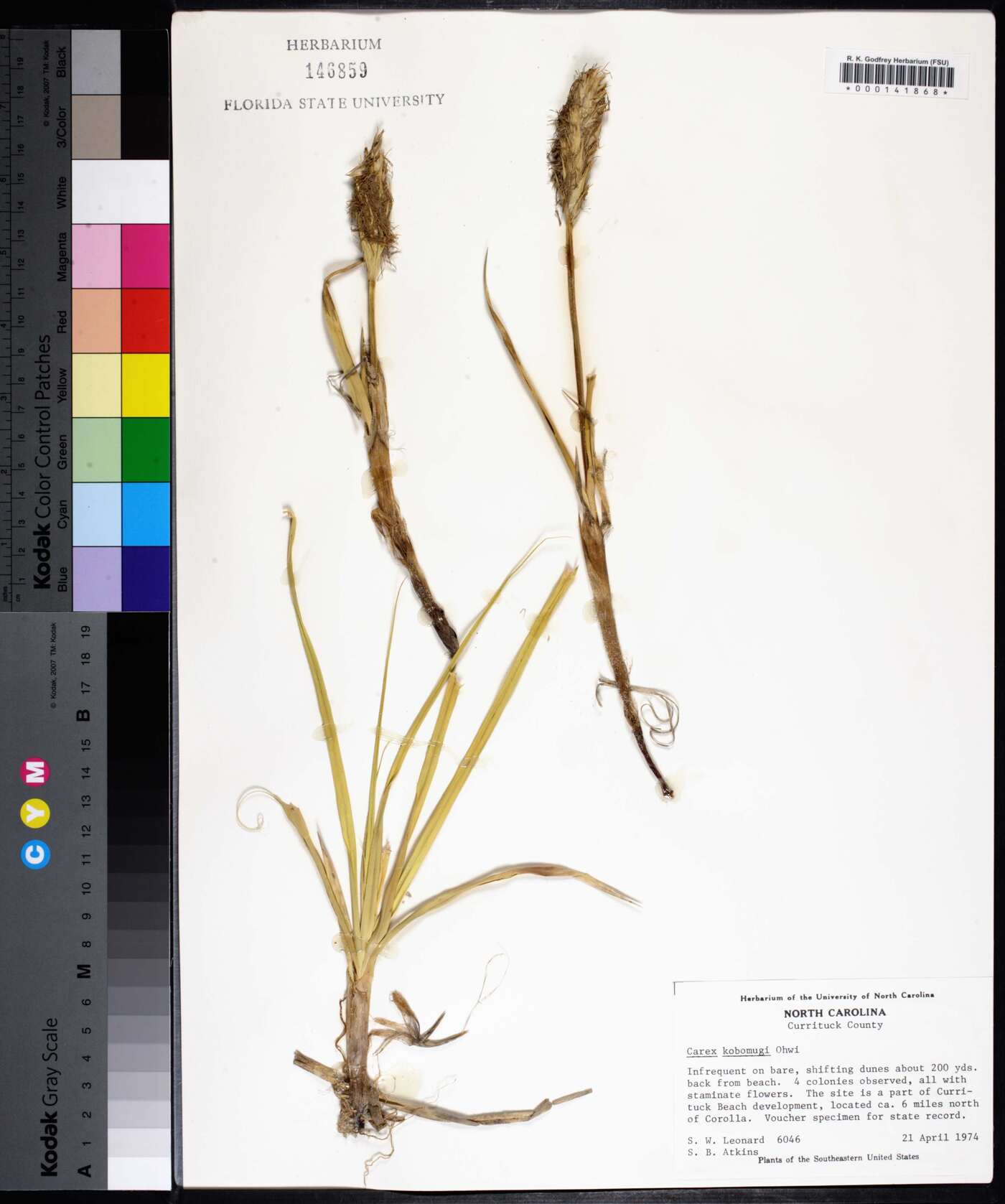 Carex kobomugi image