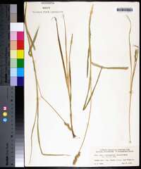 Carex laevivaginata image