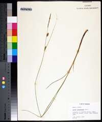 Carex lasiocarpa image