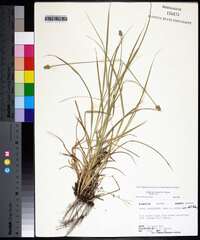 Carex leavenworthii image