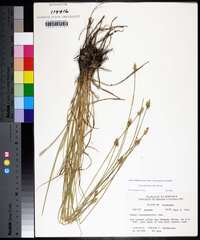 Carex leavenworthii image