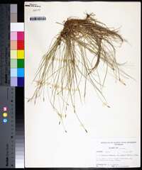 Carex leptalea var. harperi image