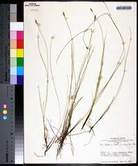 Carex leptalea var. harperi image