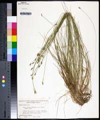 Carex leptalea var. harperi image