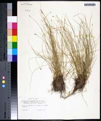 Carex leptalea var. harperi image