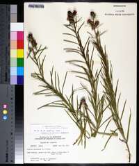 Liatris squarrosa image