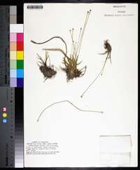 Lachnocaulon anceps image