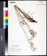 Fimbristylis dichotoma image