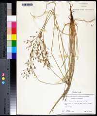 Fimbristylis dichotoma image