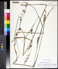 Rhynchospora glomerata image