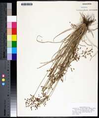 Fimbristylis dichotoma image