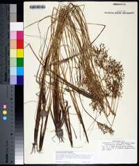 Fimbristylis miliacea image