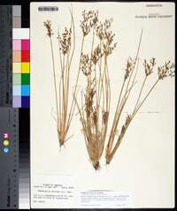 Fimbristylis miliacea image