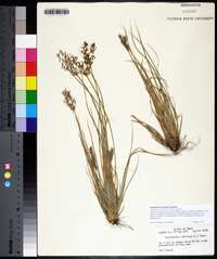 Fimbristylis miliacea image