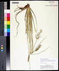 Fimbristylis miliacea image