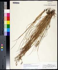 Fimbristylis miliacea image