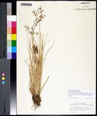Fimbristylis miliacea image