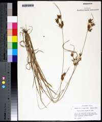 Fimbristylis tomentosa image