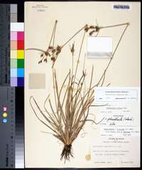 Fimbristylis tomentosa image