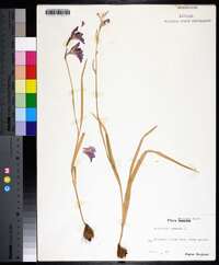 Gladiolus communis image