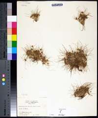 Fimbristylis vahlii image